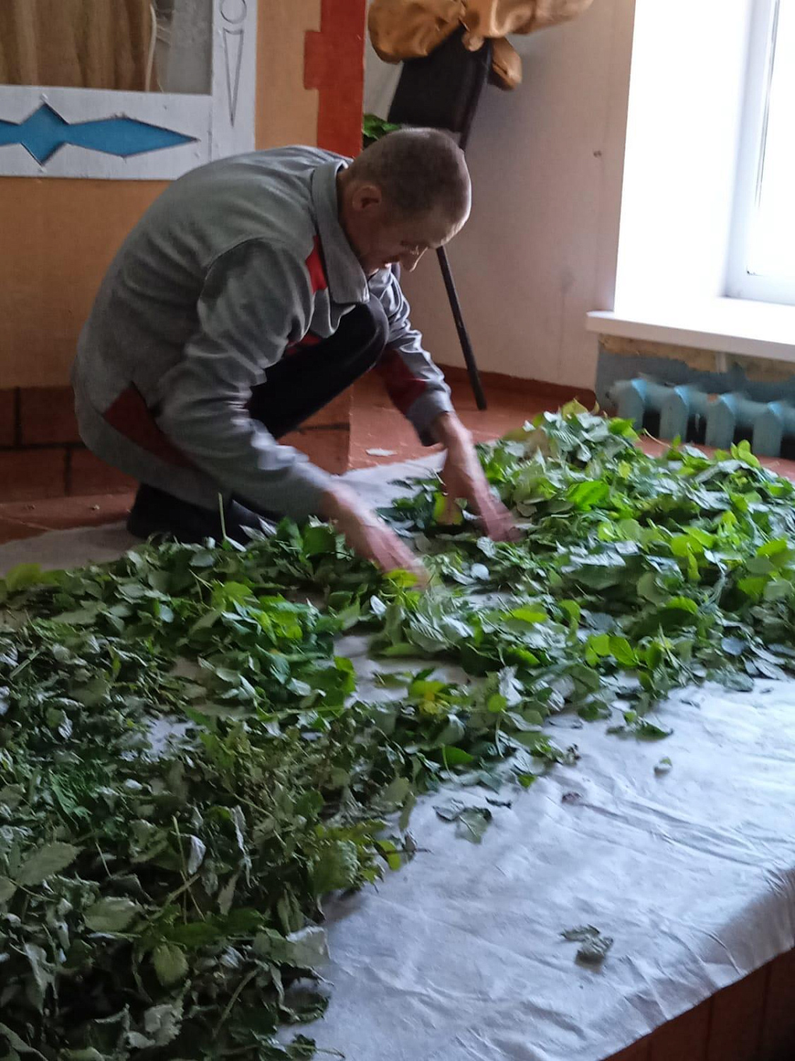 Клуб "Путешественники". Заготовка листьев малины