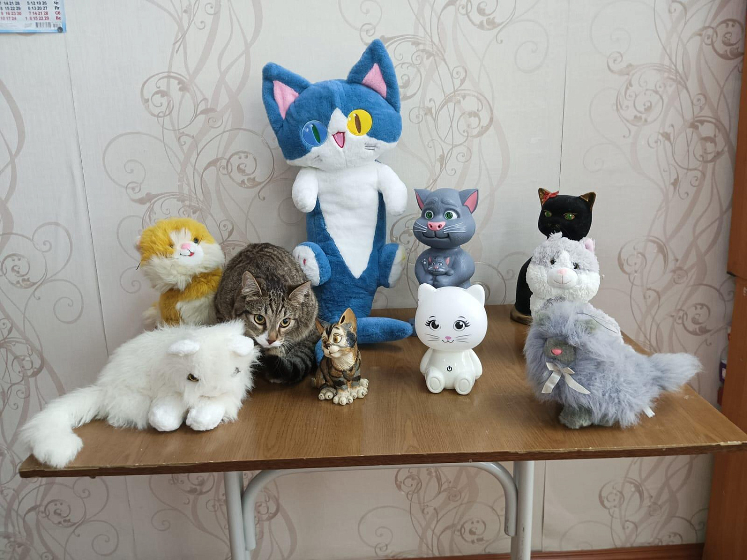 День кошек